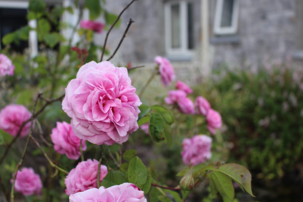 Forest Park House B&B Bunclody Ngoại thất bức ảnh